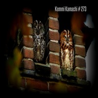 Kemmi Kamachi # 273 by Kemmi Kamachi