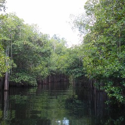 Listen to Jungle music and sounds