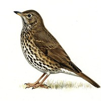 Song Thrush by Notes on Sound