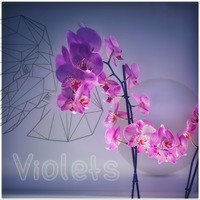 Violets by Auster Music
