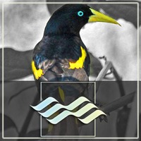 Yellow-Rumped Cacique - 50 Vocalizations by Articulated Sounds