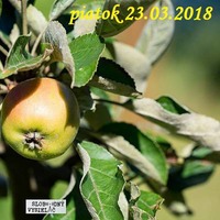 Riešenia a alternatívy 62 - 2018-03-23 "Založenie prírodnej záhrady - praktické rady" by Slobodný Vysielač