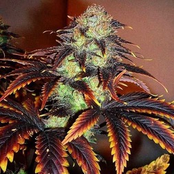 Listen to Dub music and sounds