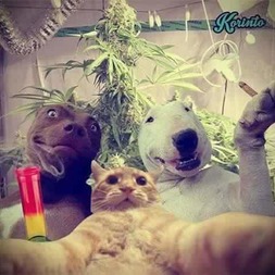 Listen to Dub music and sounds