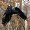Sarrah Crow