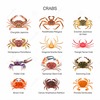 Crabs Kitchen