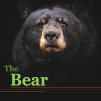 The Bear by terrysmith22